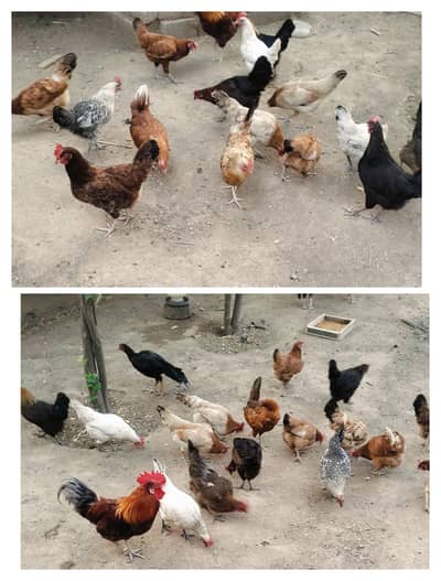 Fresh Desi Eggs for Sale 4 dozen eggs Availble per egg (40)