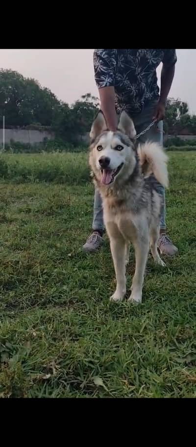hasky male 5 month age
