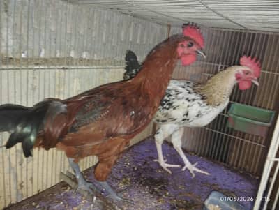 Golden misri male