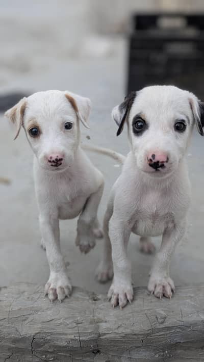 dog babys for sale