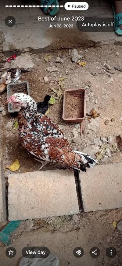 Brown Aseel Hen