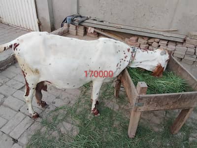makhi cheni madrsa breed