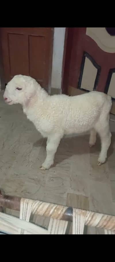 sheep