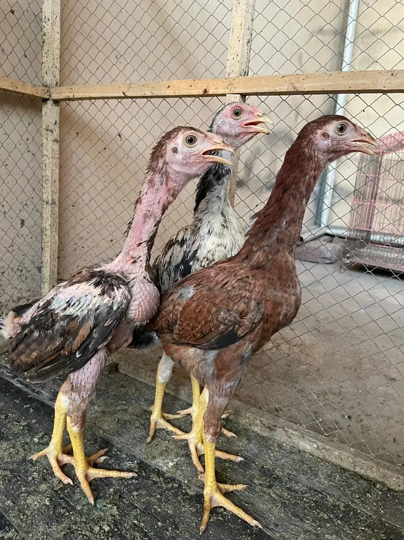 Aseel Chiks