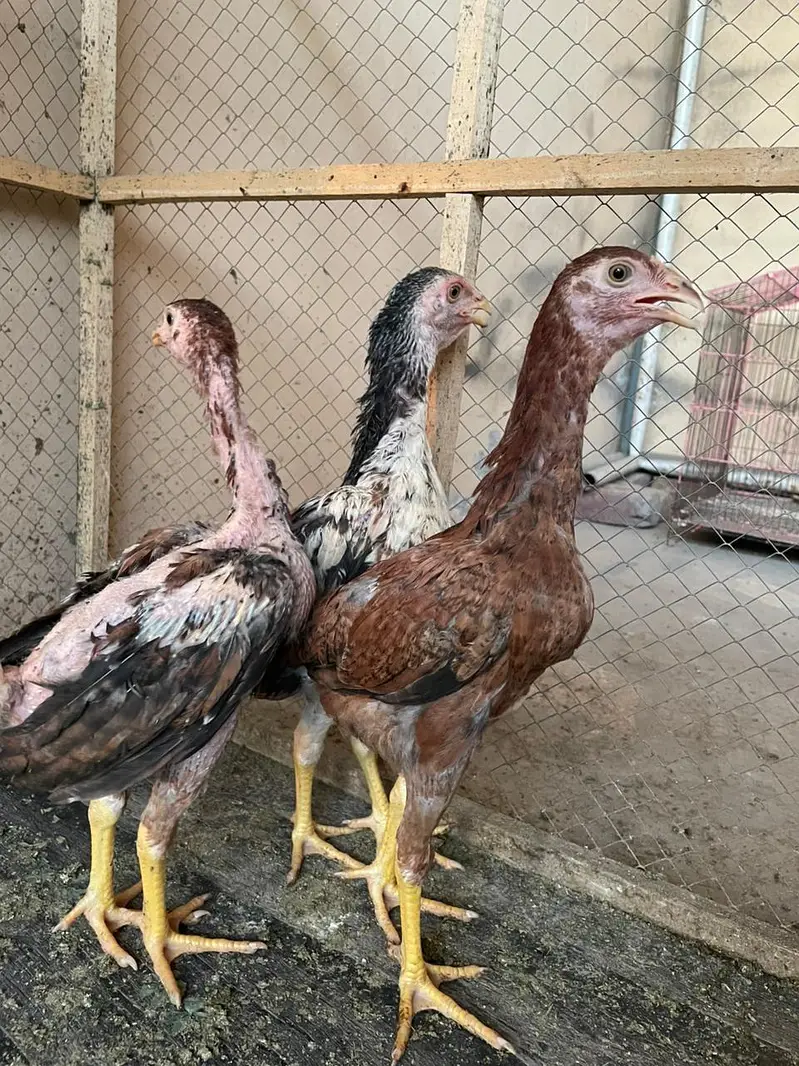 Aseel Chiks — photo 4