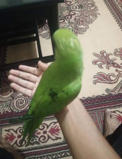 4 months parrot