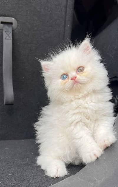 Persian kittens/ Pure white and Ginger