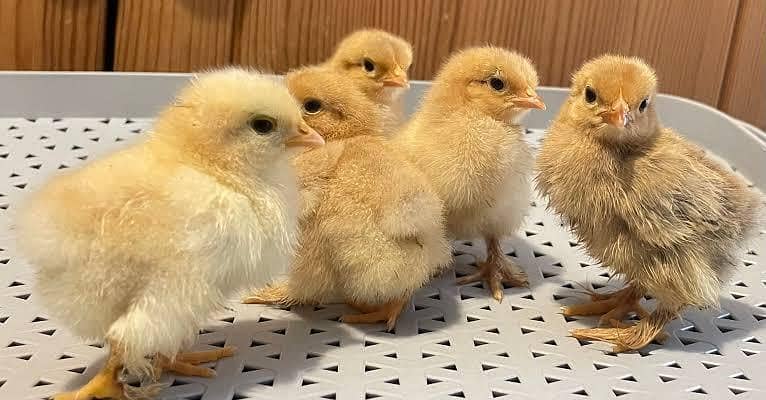 white bantam chick 0