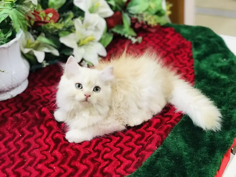 Persian kittens — photo 2