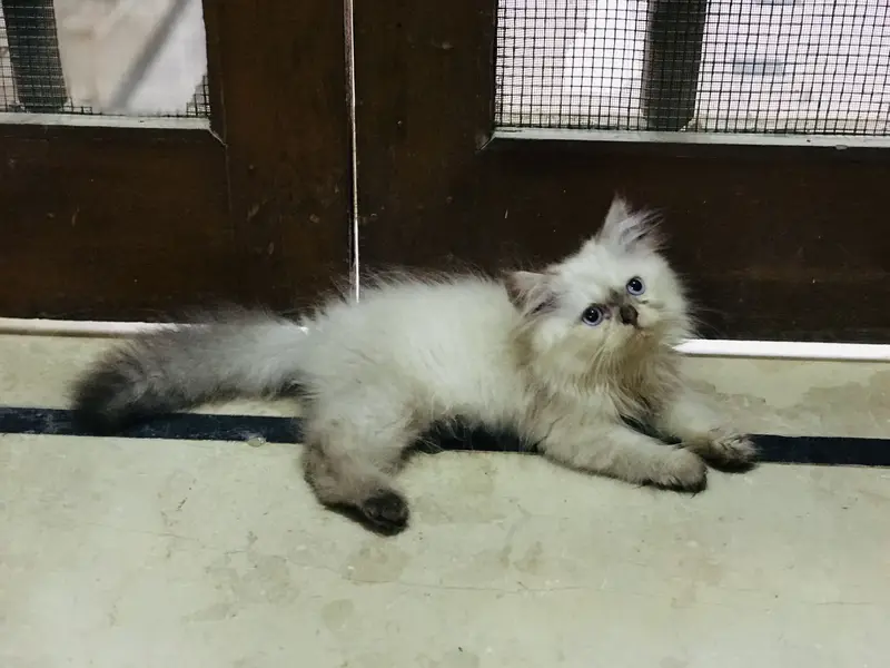 Persian kittens — photo 3