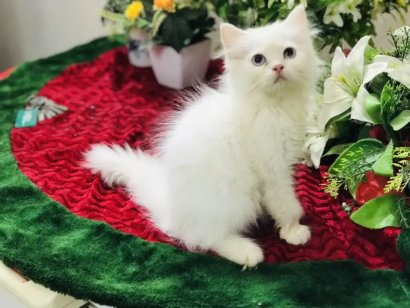 Persian kittens — photo 4