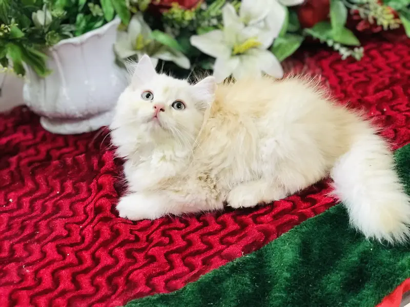 Persian kittens — photo 5