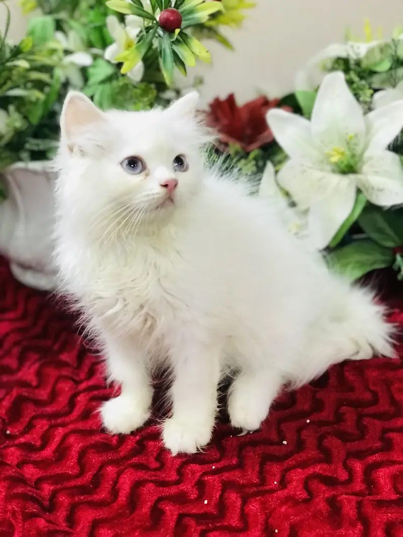 Persian kittens — photo 6