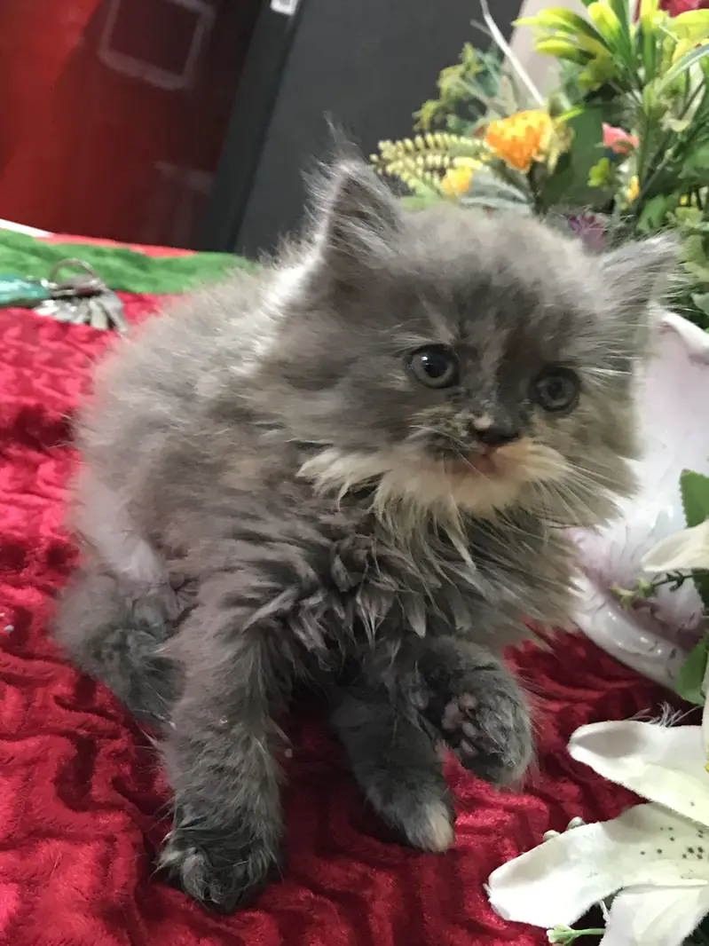 Persian kittens — photo 7