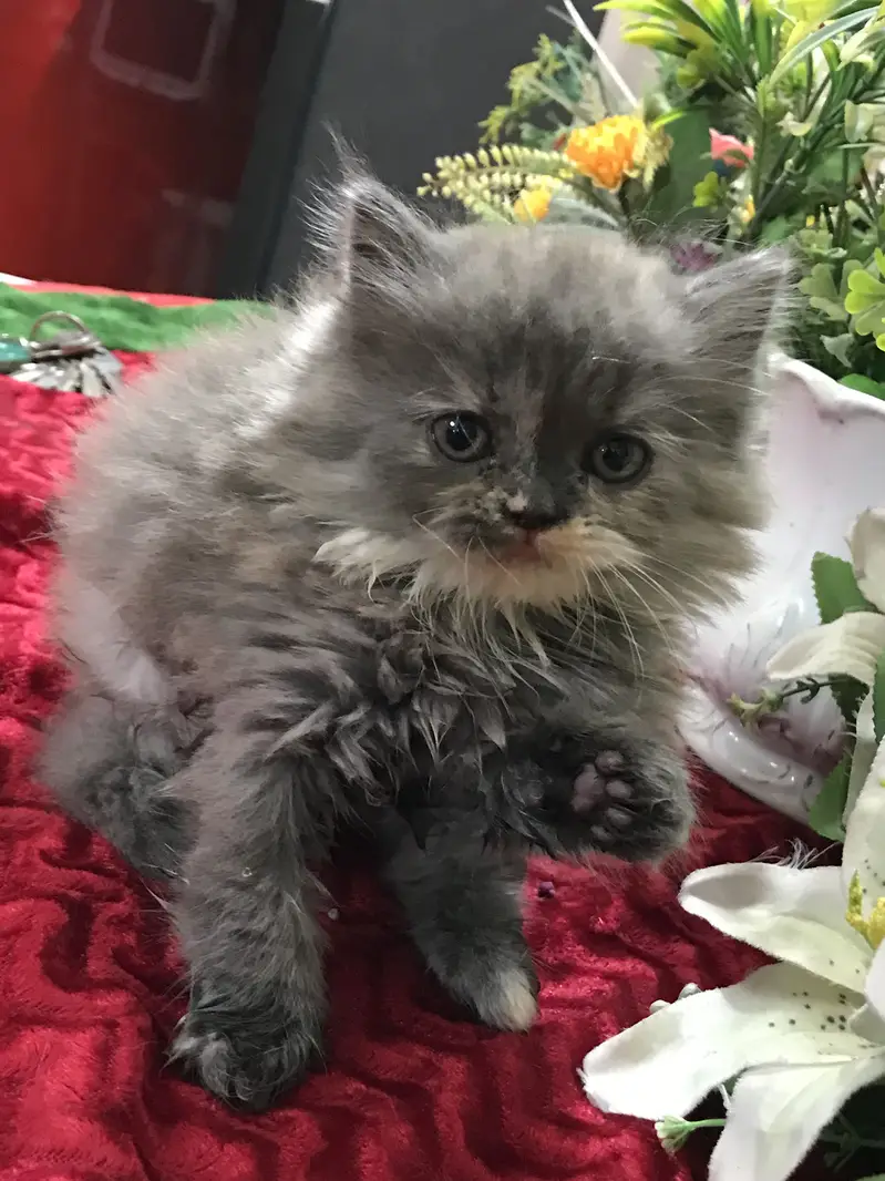 Persian kittens — photo 8