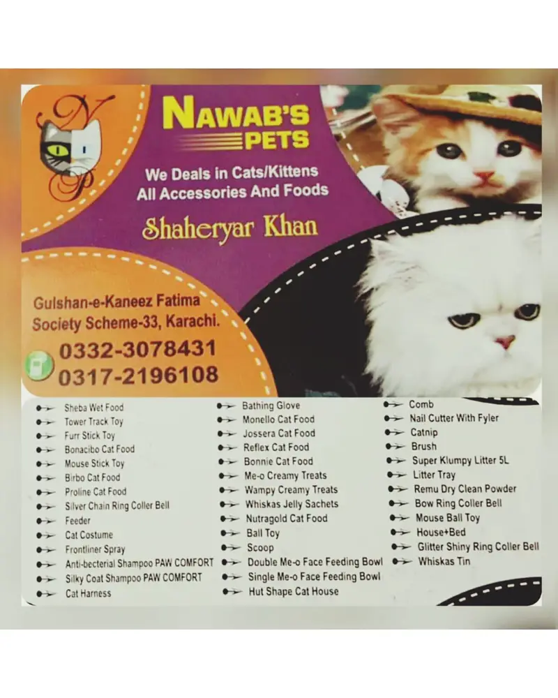 Persian kittens — photo 9