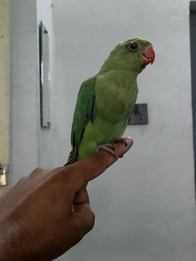 Parrot for sale