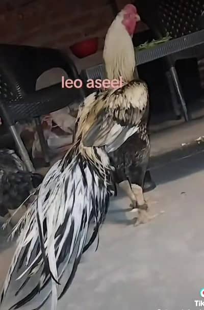 parrot beak aseel,  Indian parrot beak aseels,aseels hens,