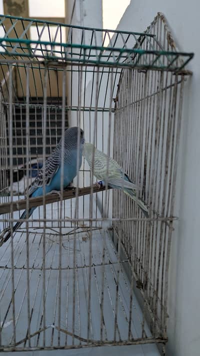 Dun fellow// combo female . blue // trio male healthy active age 3month