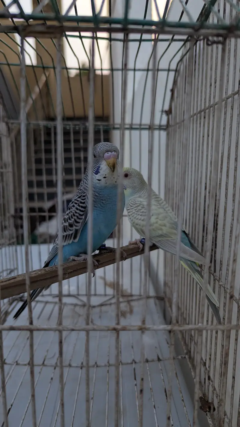 Dun fellow// combo female . blue // trio male healthy active age 3mont — photo 3