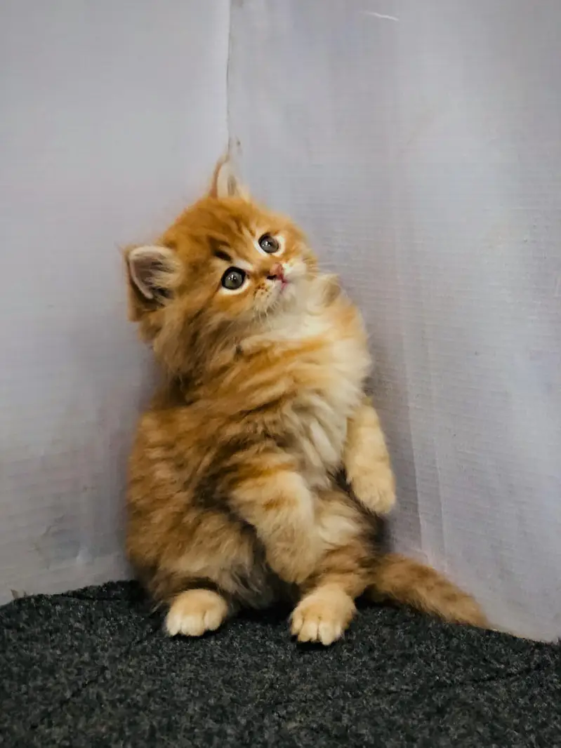Parshion punch face kittens