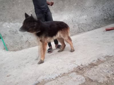 pure germen breed