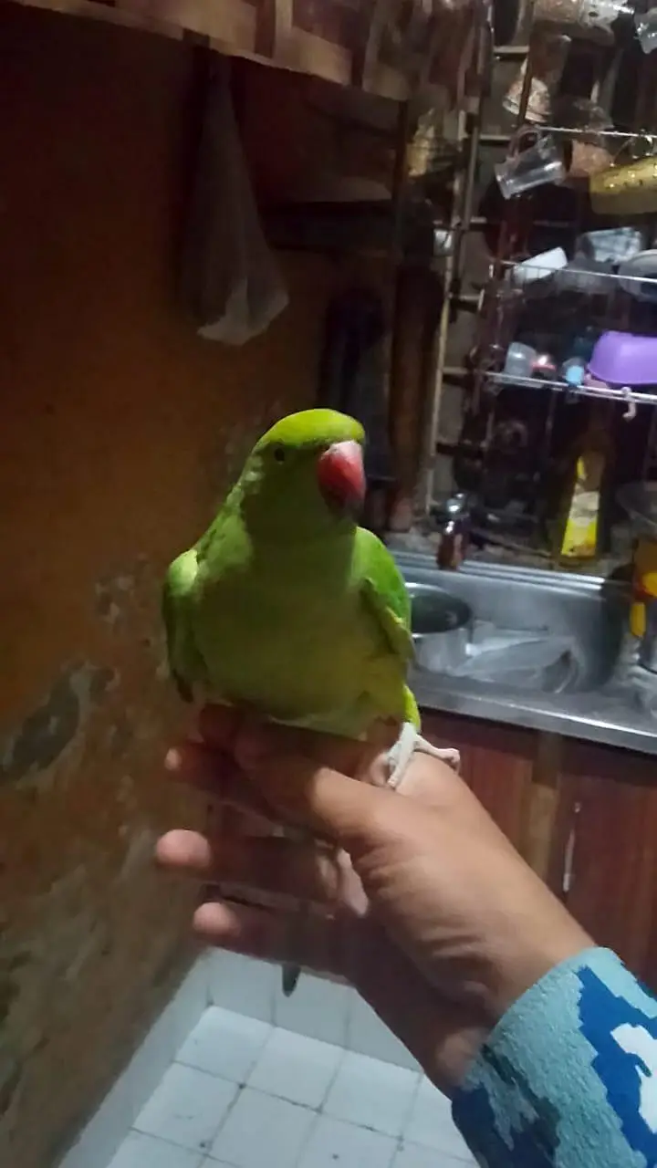 beautiful parrot ring nack hand tamed — photo 2