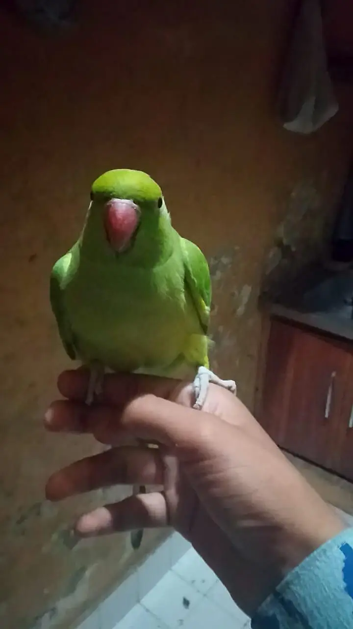 beautiful parrot ring nack hand tamed — photo 4