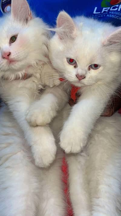 For sale 2 Male Cat's