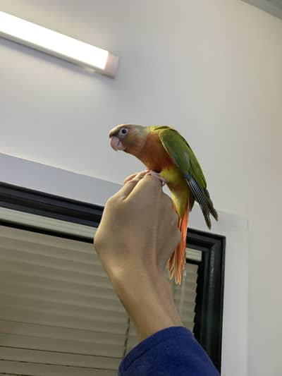 Pineapple conure flying tamed