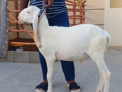 best male sheep for 2027