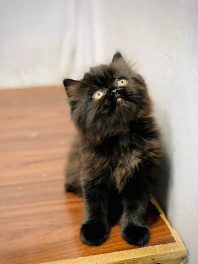 Parshion punch face kittens