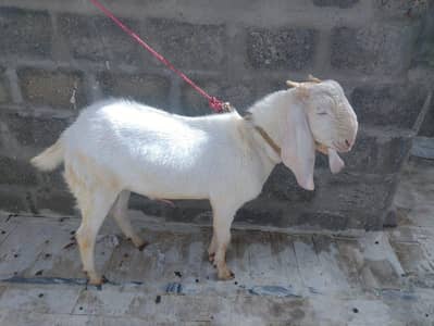 Gulabi bakra 6 month ka hai