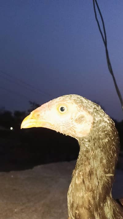Phata for location Islamabad