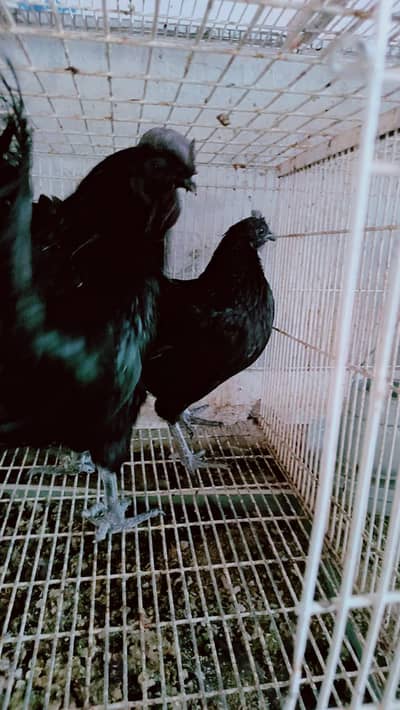 Ayam samani brider pair for sale and desi b available hay