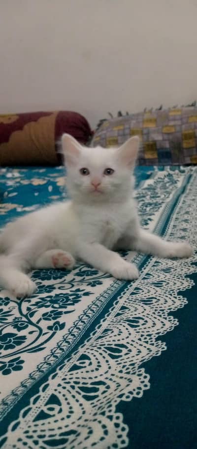 Persian kitten