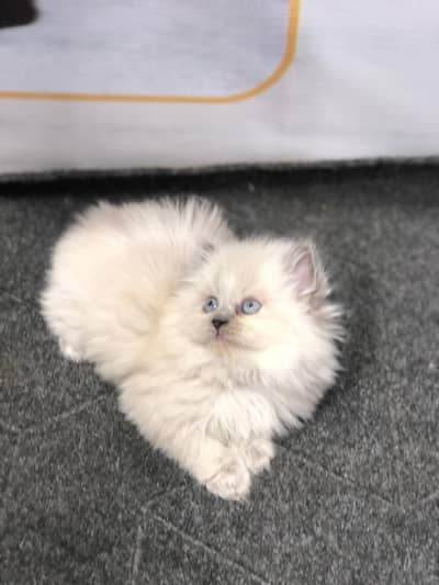 cash on delivery Parshion punch face kittens
