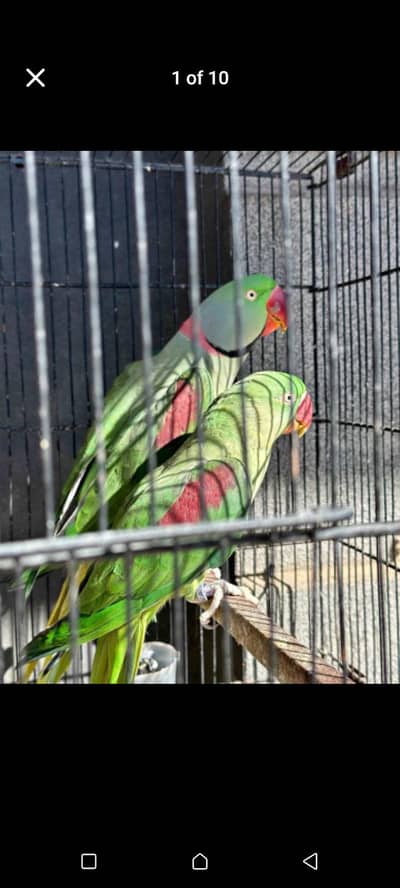 kashmiri raw  parrot for sale 0342=2674=914