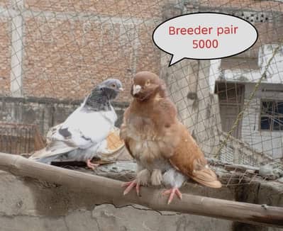 fancy pigeons Chinese owls  nun pigeon