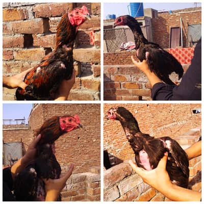 Aseel Thai |Aseel |Thai Murgha |Aseel | Aseel Hen|Hen for sale