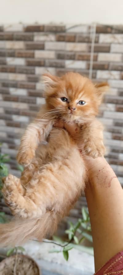 triple coat kittens Persian