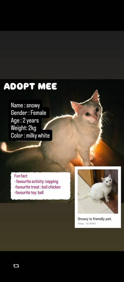 persion cats pair available