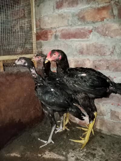 beautiful hens