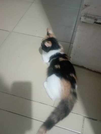 Persian cat for sale Double coated