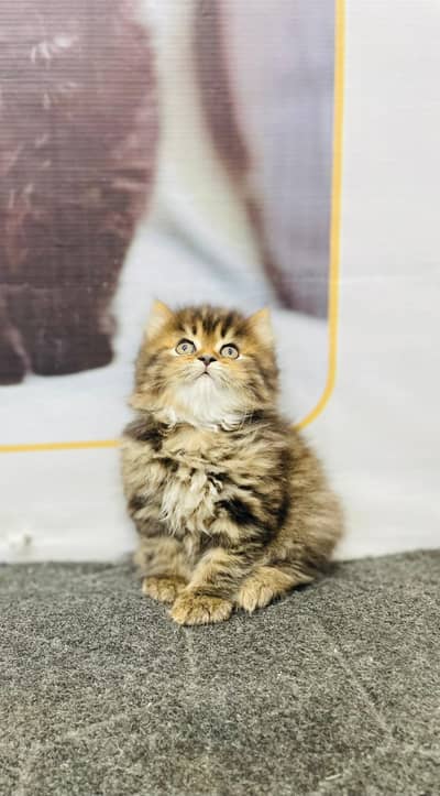 Parshion punch face kittens