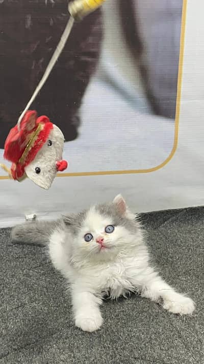 Parshion punch face kittens