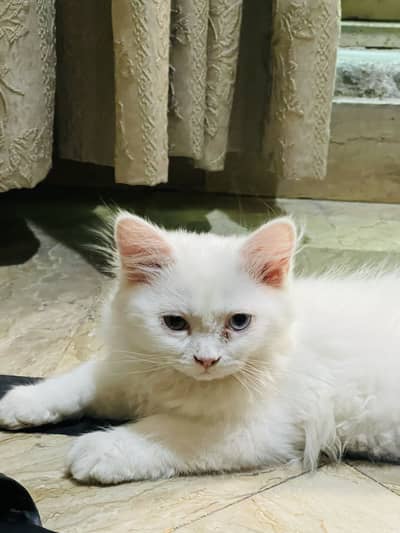 Persian cat Oud eyes