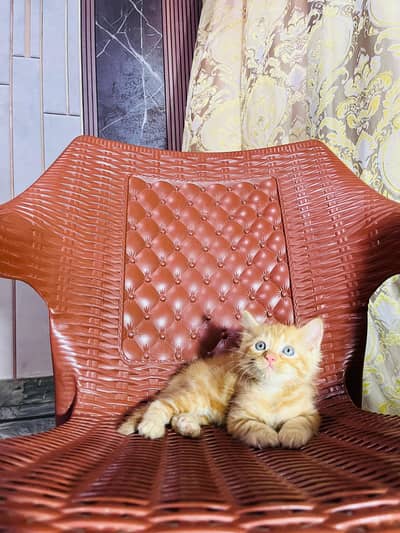 kittens for sale