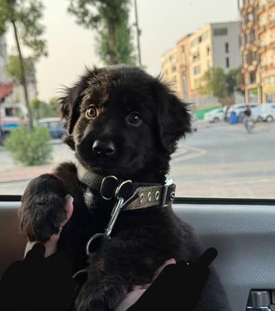 German shepherd puppy for sale / GSD