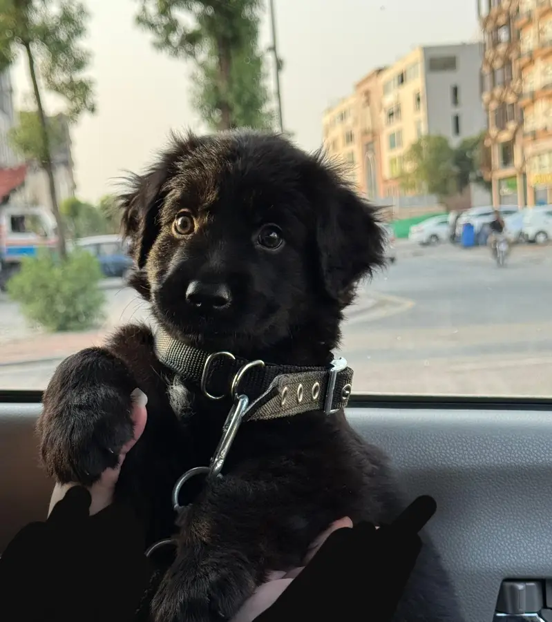 German shepherd puppy for sale / GSD